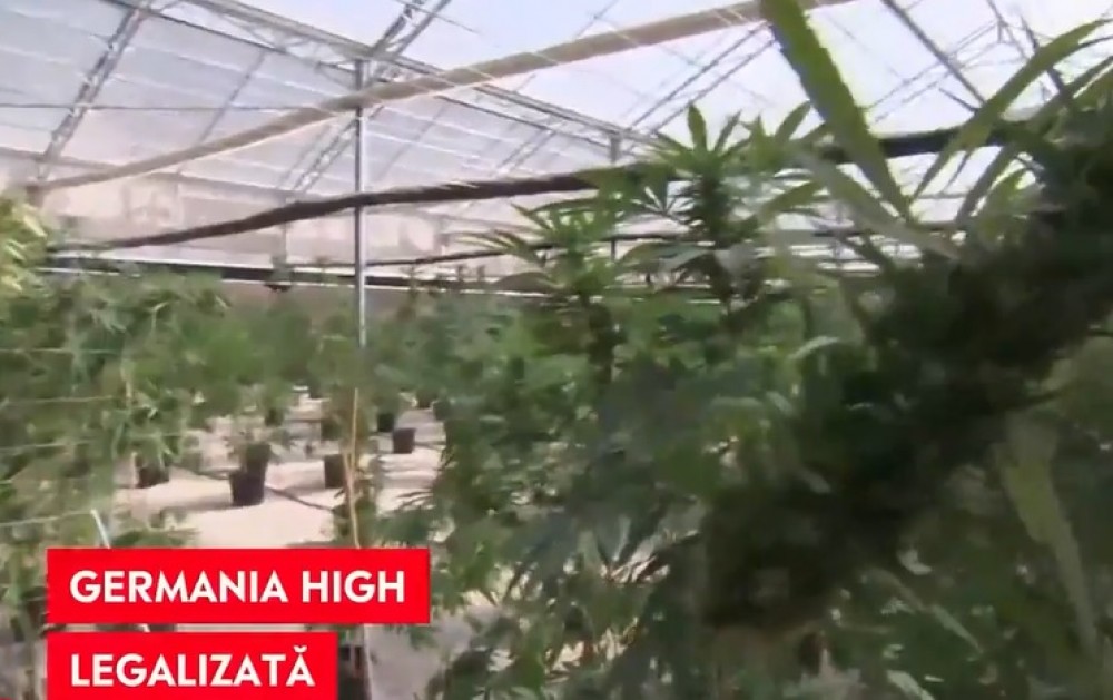 Germania se pregătește să legalizeze marijuana